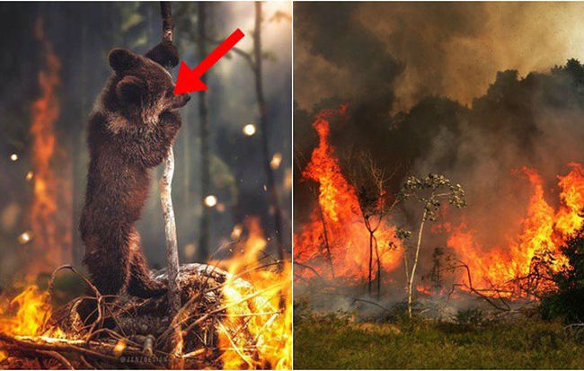 Cháy rừng lan rộng đe dọa rừng nguyên sinh Brazil