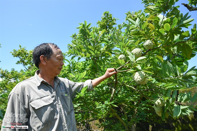 Xây được nhiều nhà khủng nhờ trồng na dai Đông Triều chuẩn VietGAP - Hình 5