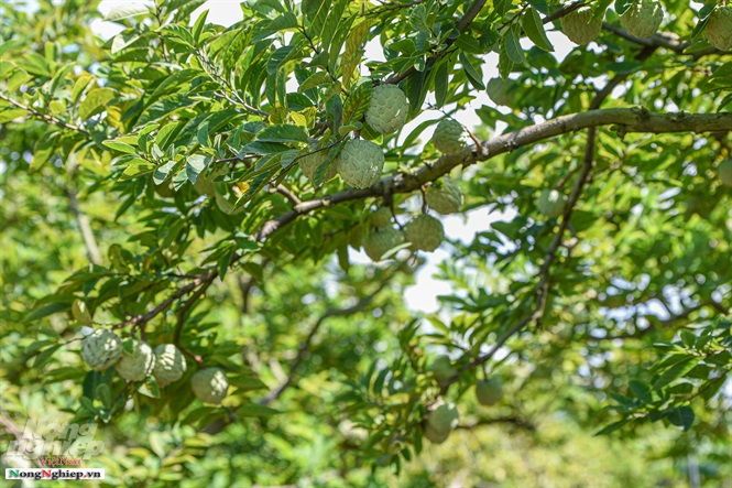Xây được nhiều nhà khủng nhờ trồng na dai Đông Triều chuẩn VietGAP - Hình 9