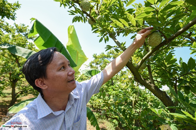 Xây được nhiều nhà khủng nhờ trồng na dai Đông Triều chuẩn VietGAP - Hình 8
