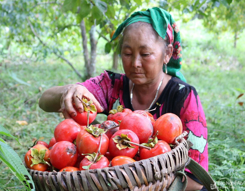 Mùa hồng chín mọng nơi cổng trời Nghệ An - Hình 4