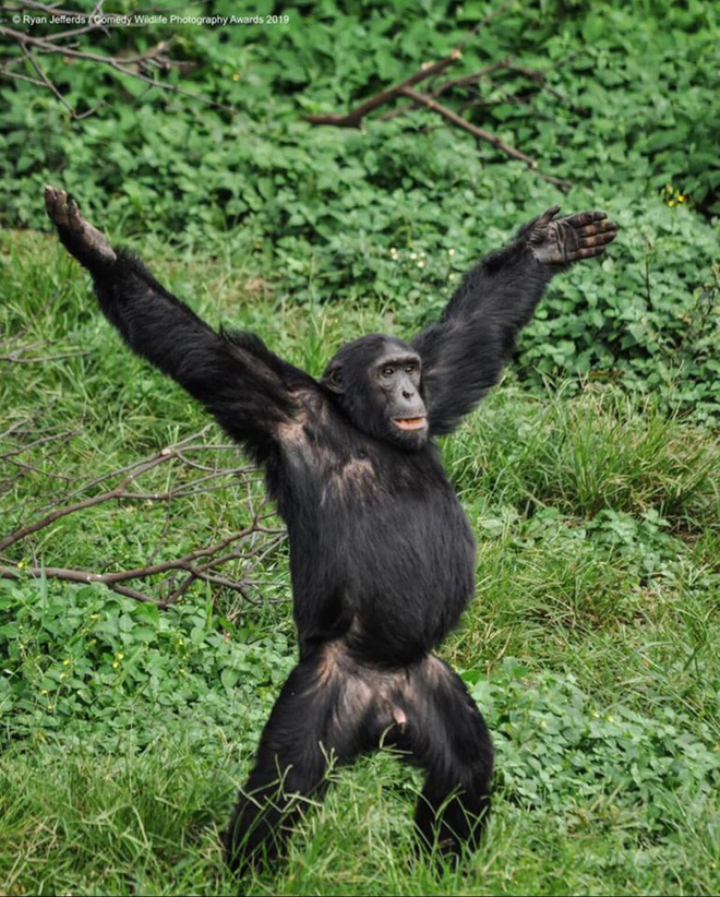 hình ảnh  thú vật Động vật hoang dã rừng nhiệt đới Động vật có vú con  khỉ Động vật Linh trưởng Tinh tinh Rừng nhiệt đới Chụp ảnh tự sướng  Động