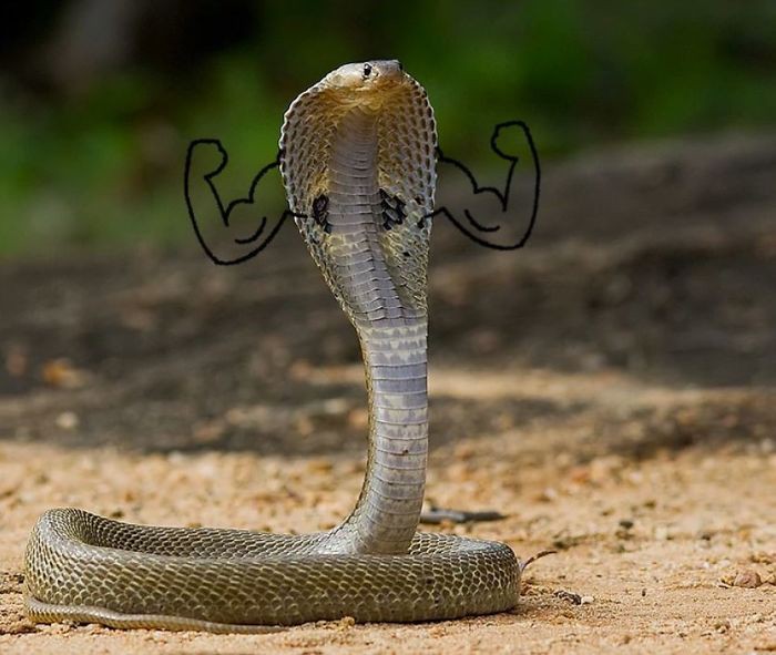 Đây mới là loài rắn độc nhất thế giới Nọc độc trong 1 vết cắn có thể giết  100 người đàn ông trưởng thành