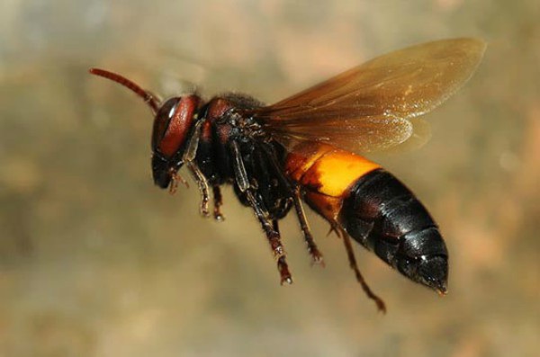 Ong vò vẽ, một loại ong cực kỳ độc đáo và hiếm có ở Việt Nam, đã thu hút sự chú ý của nhiều nhà khoa học và nhà nghiên cứu. Cùng xem hình ảnh về loài ong độc này để khám phá thêm những điều thú vị và hấp dẫn.