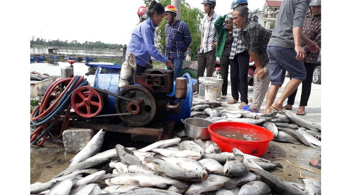 Hàng chục tấn cá nuôi ở Hà Tĩnh chết chưa rõ nguyên nhân - Hình 2