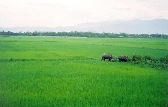 Những án mạng đau lòng do anh em tranh chấp đất đai - Hình 9