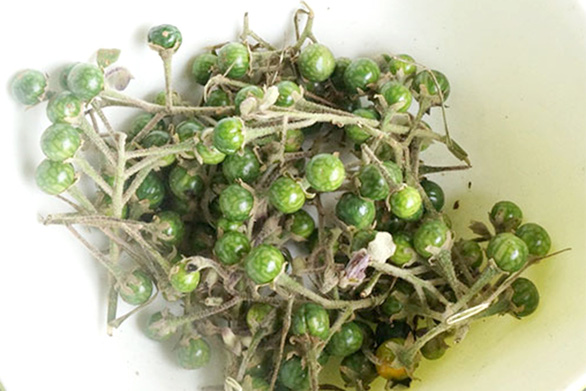 Thương nhớ cà đắng núi rừng - Hình 1