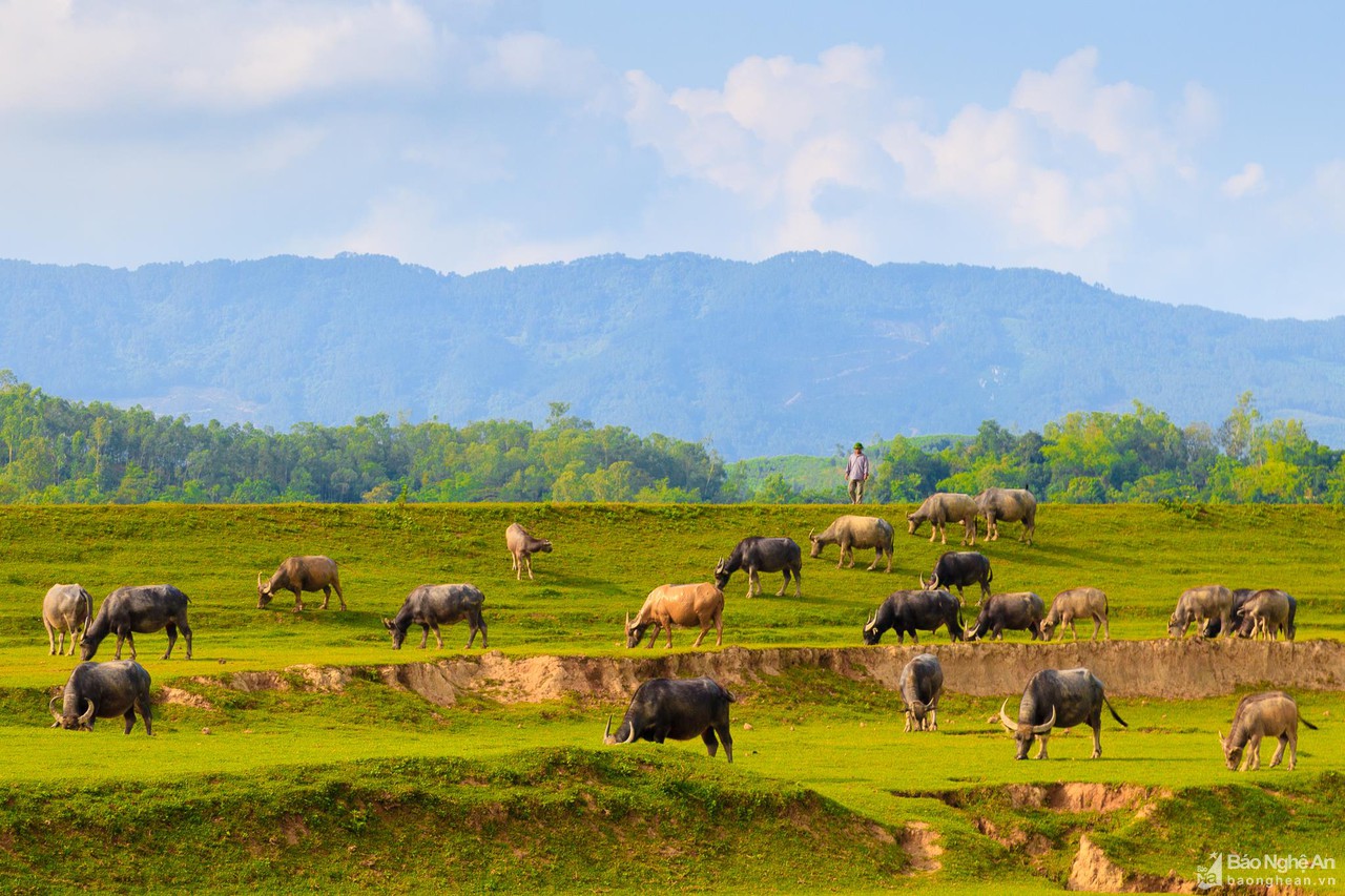 Xao xuyến bức tranh ruộng đồng trên đất Nghệ An - Hình 2