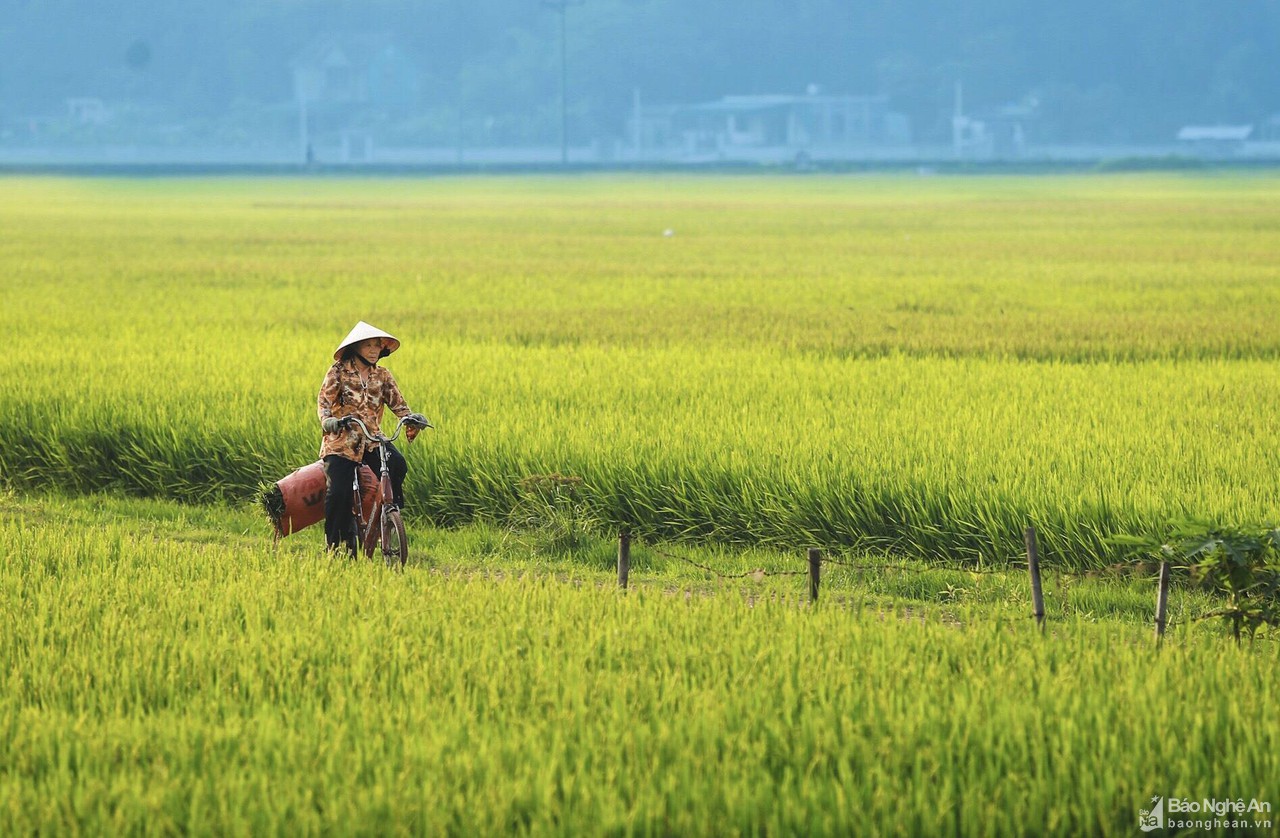Xao xuyến bức tranh ruộng đồng trên đất Nghệ An - Hình 5