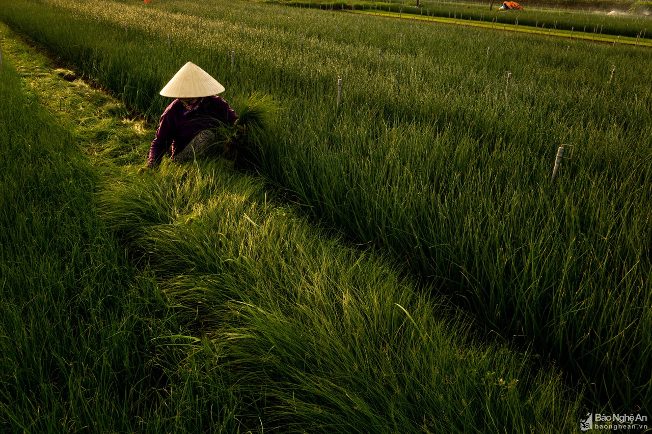 Xao xuyến bức tranh ruộng đồng trên đất Nghệ An - Hình 7