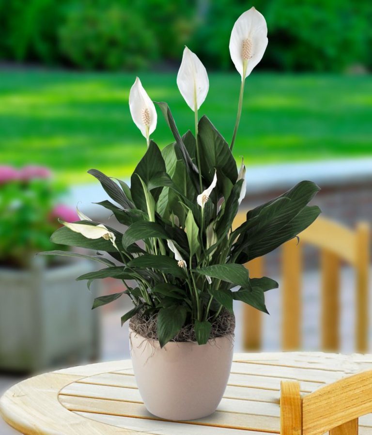 Bất ngờ từ những loại cây quen thuộc 'nuốt' bụi mịn, lọc không khí - Hình 2