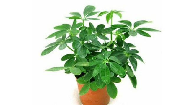 Bất ngờ từ những loại cây quen thuộc 'nuốt' bụi mịn, lọc không khí - Hình 6