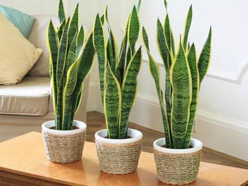 Bất ngờ từ những loại cây quen thuộc 'nuốt' bụi mịn, lọc không khí - Hình 3