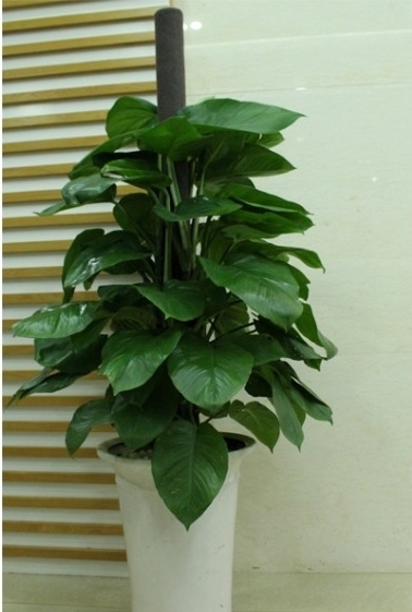 Bất ngờ từ những loại cây quen thuộc 'nuốt' bụi mịn, lọc không khí - Hình 1