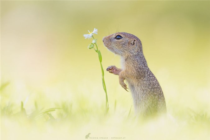 Cận cảnh cuộc sống đầy ắp niềm vui của loài sóc đất - Hình 10