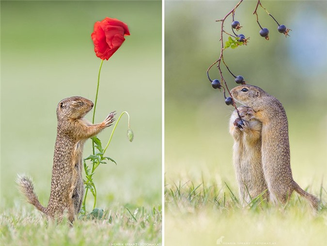 Cận cảnh cuộc sống đầy ắp niềm vui của loài sóc đất - Hình 7