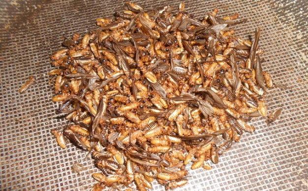 Về xứ Quảng thưởng thức mối đất - Hình 2