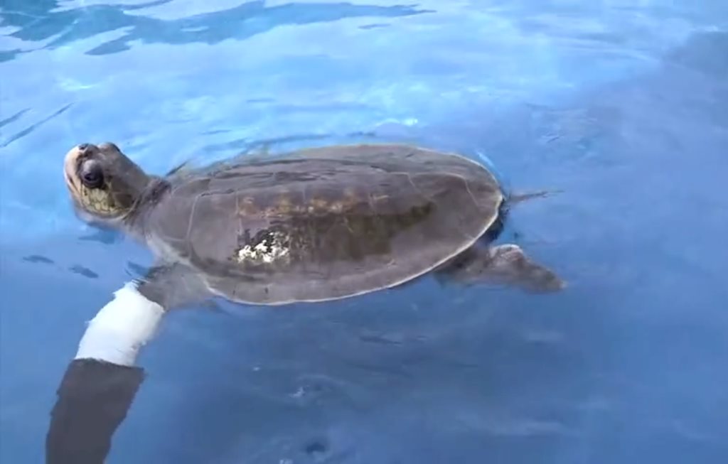 Thái Lan: Rùa biển bơi trở lại nhờ một chiếc chân giả - Lạ vui - Việt Giải Trí