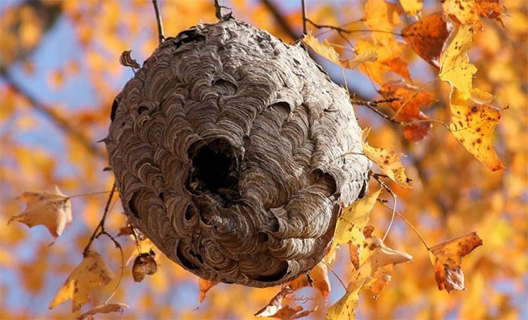 Thưởng thức bức ảnh về tổ ong vò vẽ - một tác phẩm nghệ thuật tự nhiên tuyệt đẹp. Hãy chiêm ngưỡng sự tỉ mỉ và tài hoa trong cách xây dựng tổ của các chú ong vò vẽ.