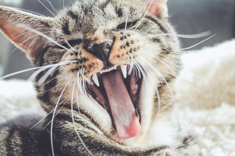 Những chú mèo cưng của bạn có thể trông thật hung dữ, nhưng hãy xem hình ảnh để khám phá thêm về vẻ ngoài quyến rũ của chúng.