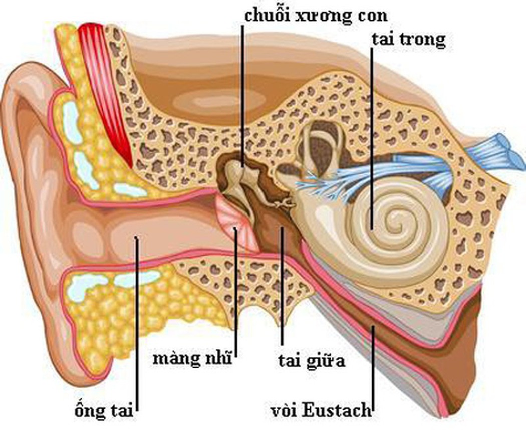 viem tai giua anh huong lon toi suc khoe va hoc tap 521a4d