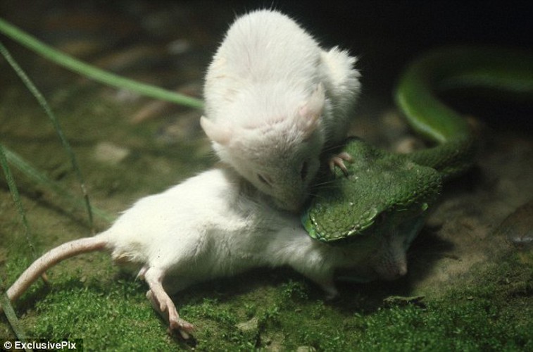Kịch tính cảnh chuột bạch cứu bạn khỏi tử thần rắn - Hình 2