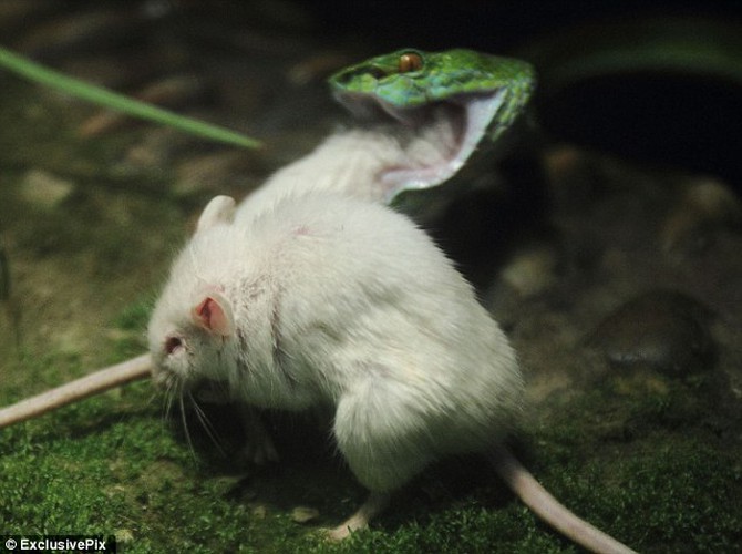 Kịch tính cảnh chuột bạch cứu bạn khỏi tử thần rắn - Hình 5