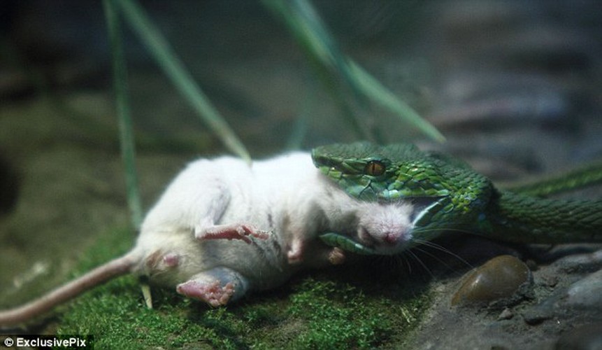 Kịch tính cảnh chuột bạch cứu bạn khỏi tử thần rắn - Hình 6