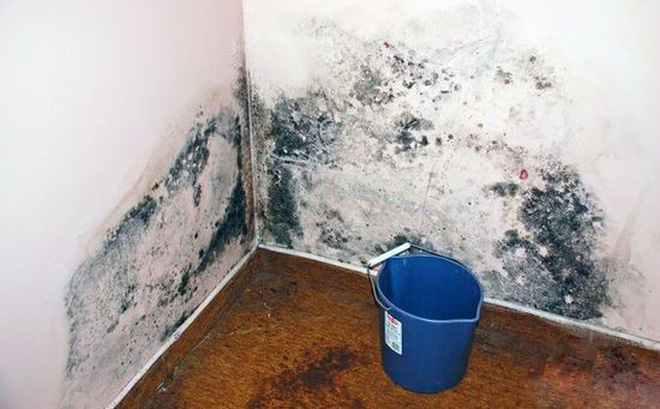 Độc gấp 68 lần asen và 10 lần kali xyanua, thứ chất độc hạng nhất mà WHO cảnh báo hóa ra rất dễ sinh sôi trên 4 món đồ dùng trong nhà bạn - Hình 6