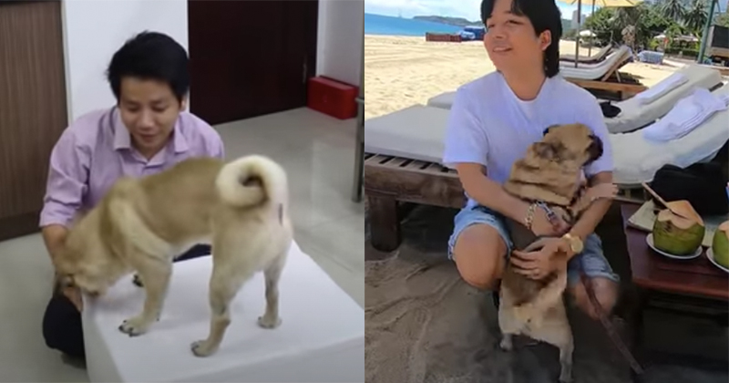 Mừng hội ngộ, Khoa Pug đãi cún cưng con tôm hùm bạc triệu, bắt ăn bằng hết - Hình 1
