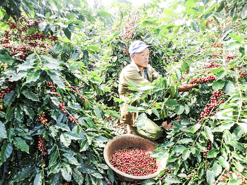 Quảng Trị: Nông dân Hướng Hóa trồng giống cà phê mới lạ, trái chi chít, chín đỏ cả cây - Hình 1
