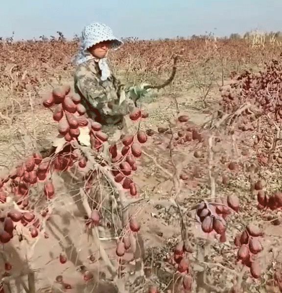 Cảnh thu hoạch táo đỏ thích mắt nhưng dân tình lại tò mò: đập rụng thế này xong đi nhặt từng quả à? - Hình 1