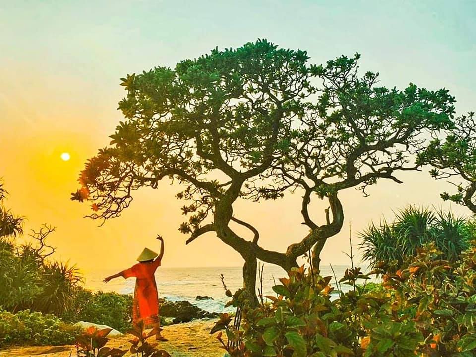 Cây cô đơn trên đảo Lý Sơn - biểu tượng của sức sống mãnh liệt bị bão số 9 quật gãy - Hình 3
