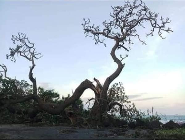 Cây cô đơn trên đảo Lý Sơn - biểu tượng của sức sống mãnh liệt bị bão số 9 quật gãy - Hình 1