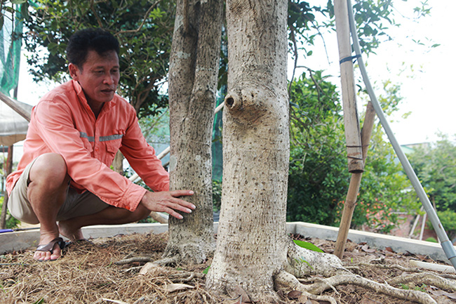 Vườn mộc hương quý hiếm nhất Việt Nam của đại gia đất Tổ - Hình 4