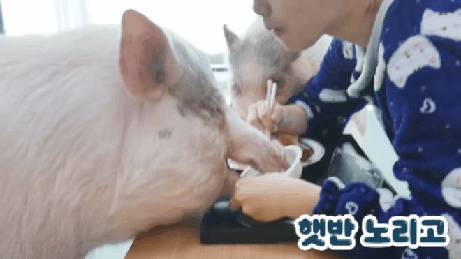 Mukbang trêu ngươi heo cưng, cô gái vã mồ hôi với màn tranh cướp cực căng và nhận ngay kết đắng - Hình 11