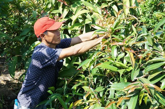 Tây Ninh: Đem thứ cây rừng về vườn trồng như rau, nhà hàng, siêu thị đặt mua tới tấp, nông dân ở đây đổi đời - Hình 2