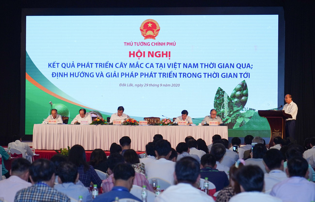 Xây dựng chiến lược phát triển mắc ca bền vững tại Việt Nam - Hình 1
