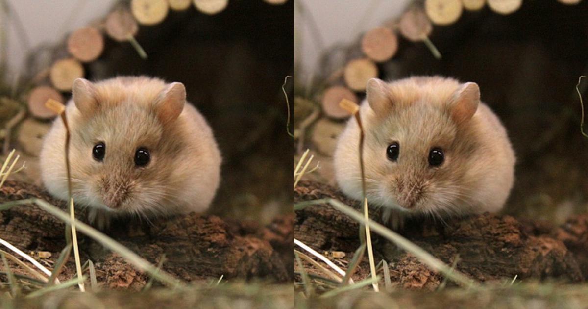 Chia sẻ nhiều hơn 96 ảnh chuột hamster cute mới nhất  Tin Học Vui