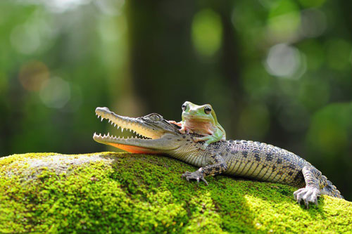 Khó tin cảnh ếch xanh khoái trá đè đầu cưỡi cổ cá sấu - Lạ vui - Việt Giải Trí