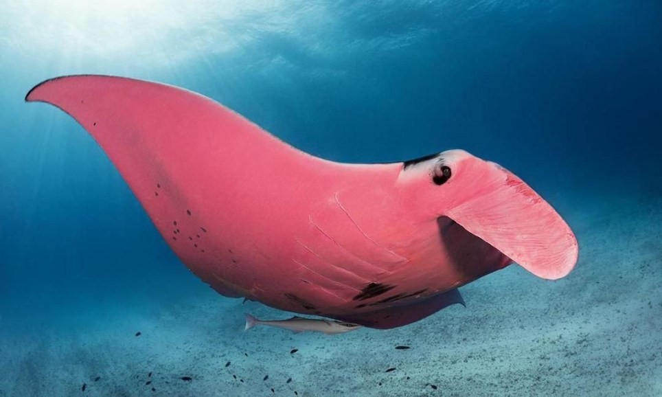 Cá đuối màu hồng duy nhất trên thế giới tại Úc - Lạ vui - Việt Giải Trí