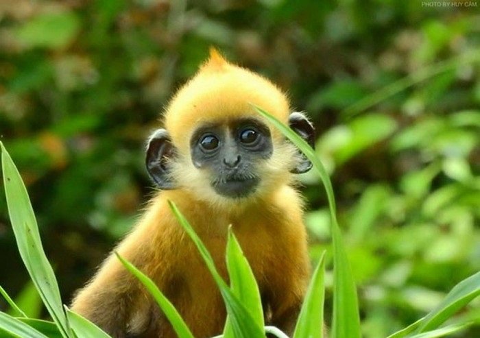 Hình ảnh khỉ sẽ mang đến cho bạn một trải nghiệm thú vị về thế giới động vật hoang dã. Những hình ảnh đáng yêu của chúng sẽ khiến bạn cảm thấy vui vẻ và thư giãn. Hãy xem những hình ảnh đáng yêu của những chú khỉ ngay bây giờ!