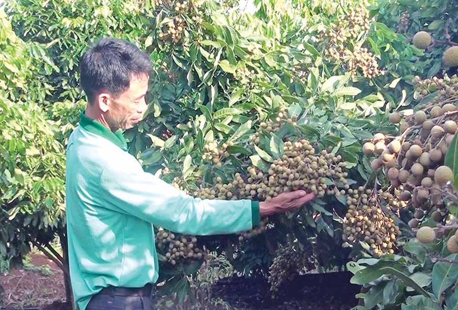 Ép nhãn ra quả trái vụ chi chít, bỏ túi vài trăm triệu đồng - Hình 1