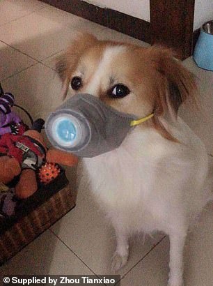 Khẩu trang cho chó cũng sốt hàng ở TQ, Mỹ vì chủ sợ virus corona - Hình 6