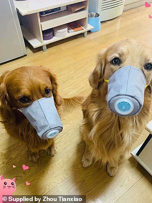 Khẩu trang cho chó cũng sốt hàng ở TQ, Mỹ vì chủ sợ virus corona - Hình 5