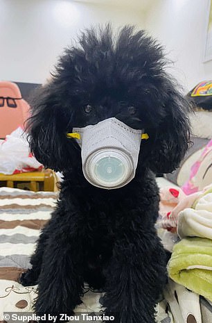 Khẩu trang cho chó cũng sốt hàng ở TQ, Mỹ vì chủ sợ virus corona - Hình 3