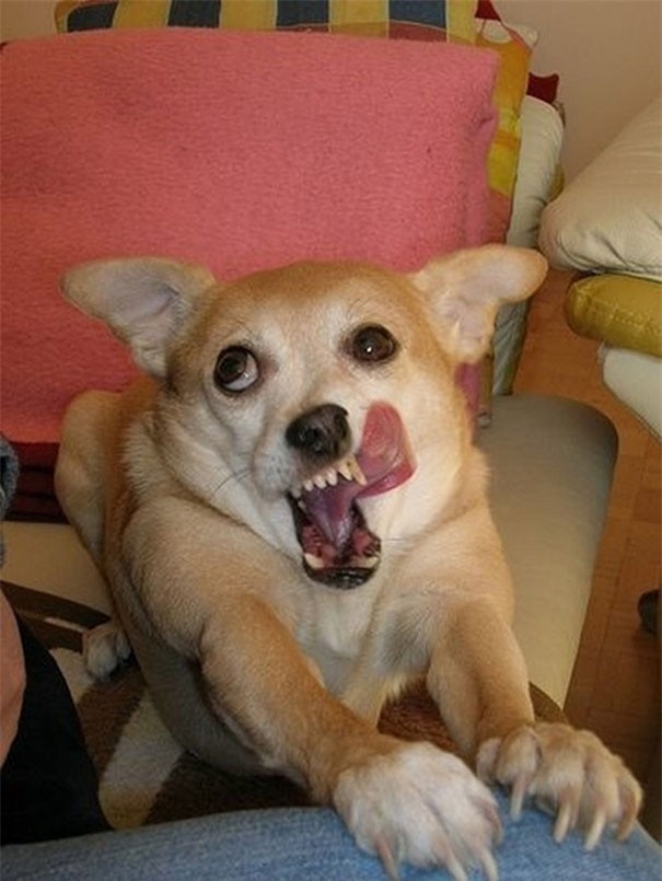 Hình ảnh chó lè lưỡi đẹp đáng yêu