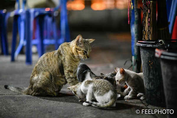 Xúc động khoảnh khắc mèo mẹ nhường đồ ăn cho đàn con nheo nhóc - Hình 1