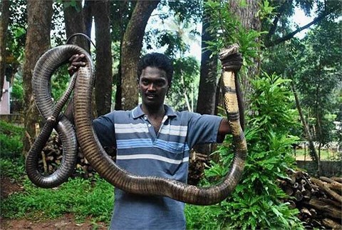 Mysterious nature: Revealing the land of giant king cobras like a horror movie - Picture 2