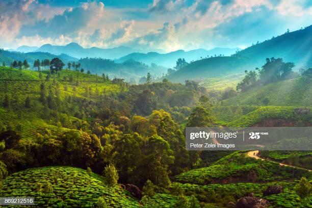 Mysterious nature: Revealing the land of giant king cobras like a horror movie - Picture 1